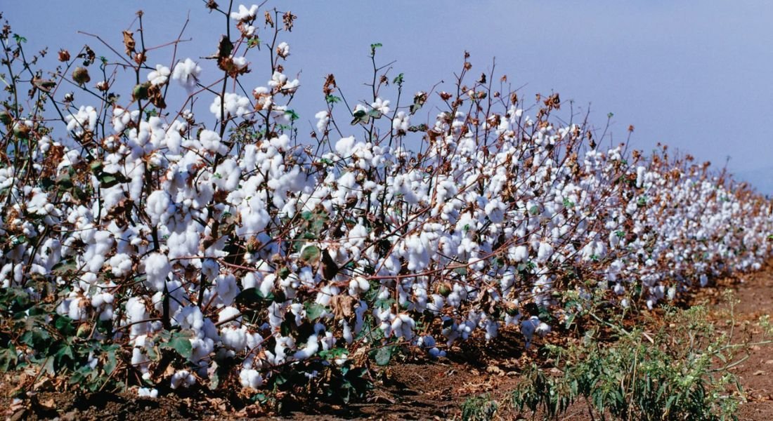 Pakistan’s cotton imports surge amid decline in local production