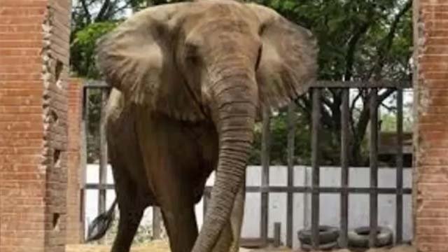 Madhubala Karachi elephant
