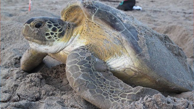 turtle nesting KMC Wildlife