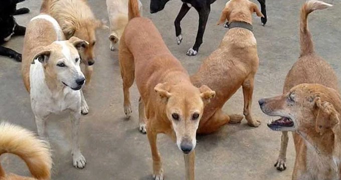 Karachi dog bite cases