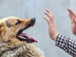 Dog Bite cases Karachi