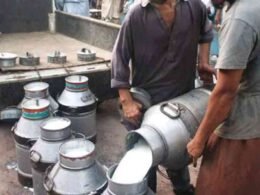Karachi dairy farmers