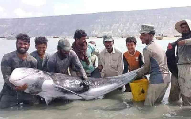 rare dolphin rescue