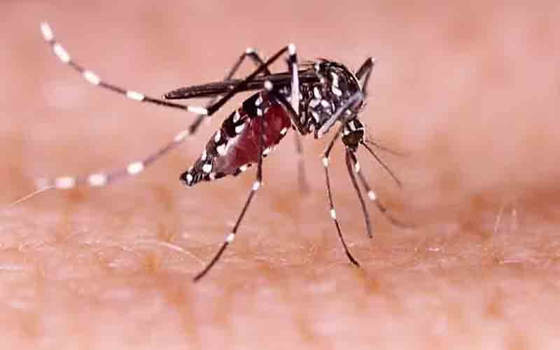 Dengue outbreak Pakistan