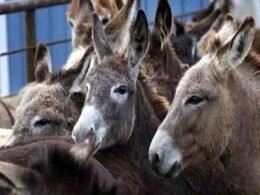 Donkey meat exports to China