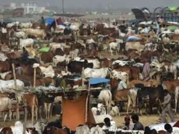 Karachi Cattle Market 2025