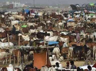 Karachi Cattle Market 2025