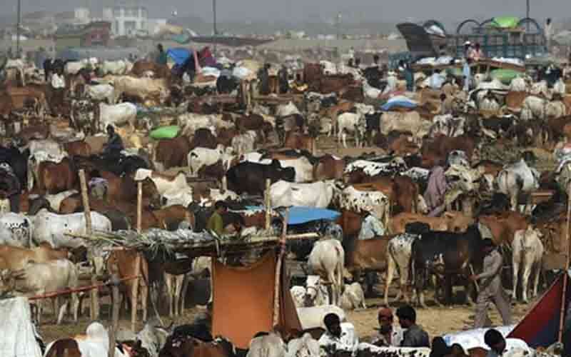 Karachi Cattle Market 2025