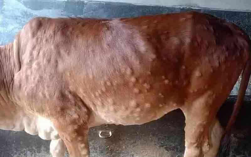 lumpy skin disease